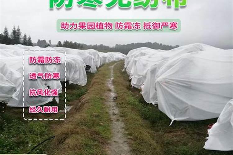 沃柑能在零下几度果子不会冻