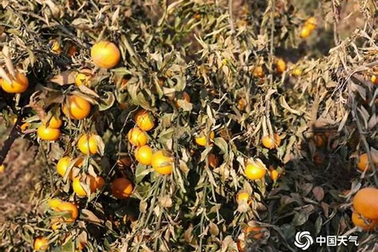 沃柑一年需要下几次肥？怎么管理好一点？
