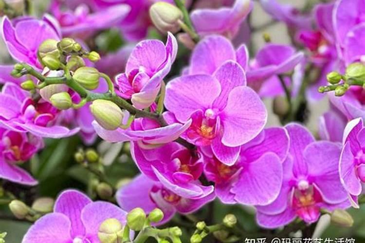 大连4月 1日能种什么菜