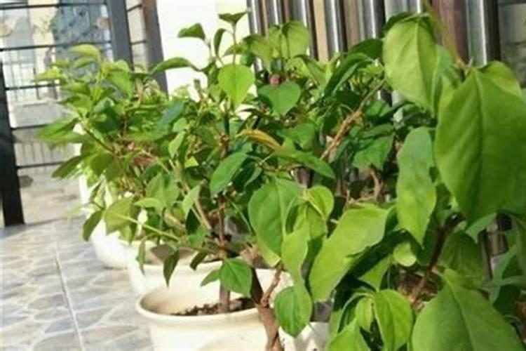 磷肥对果树的作用是什么