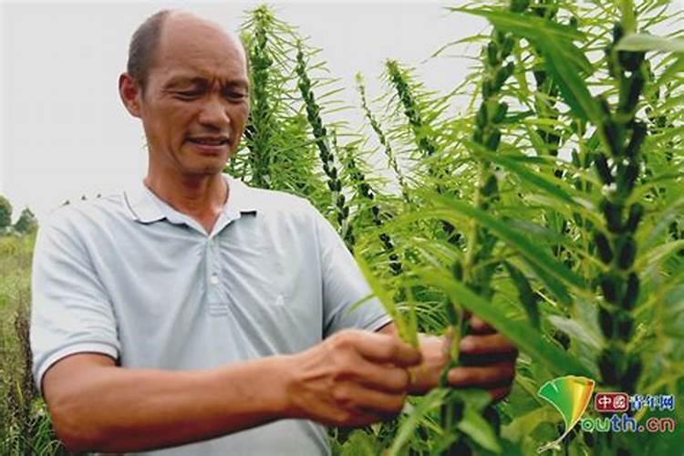 坏了的香蕉可以做花肥吗烂香蕉做花肥花会不会死