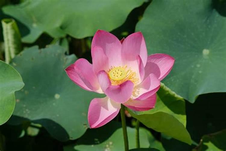 叶肥可以喷菜上吗。会有毒吗？