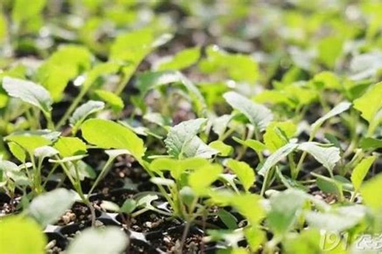油菜什么时候施硼肥最好