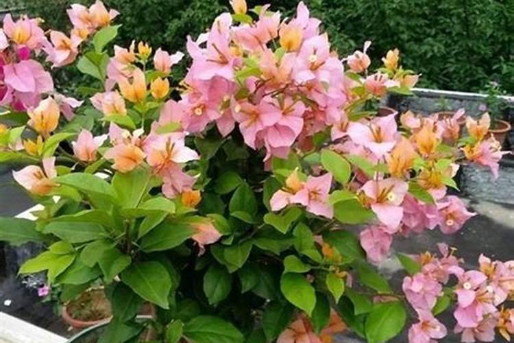三角梅生长缓慢补充什么肥料
