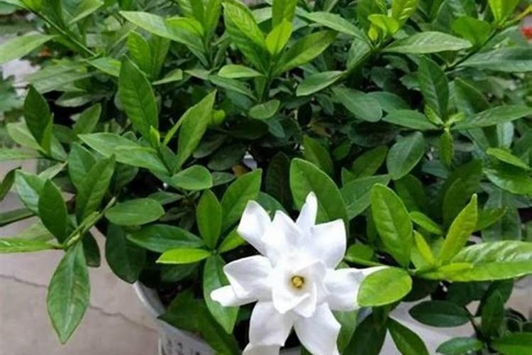 快手鲜花绿植/农资类目商品发布规范