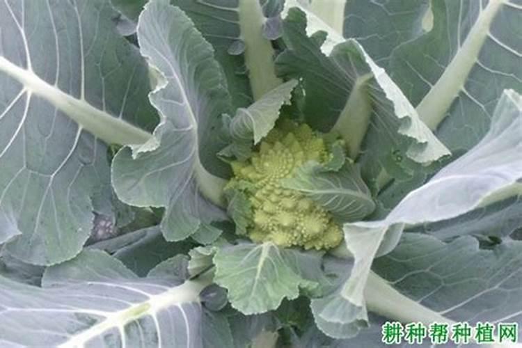 请问老师们,菜花怎么施肥,施什么肥比较好