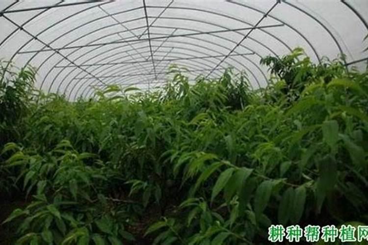 桃树能活多少年？
