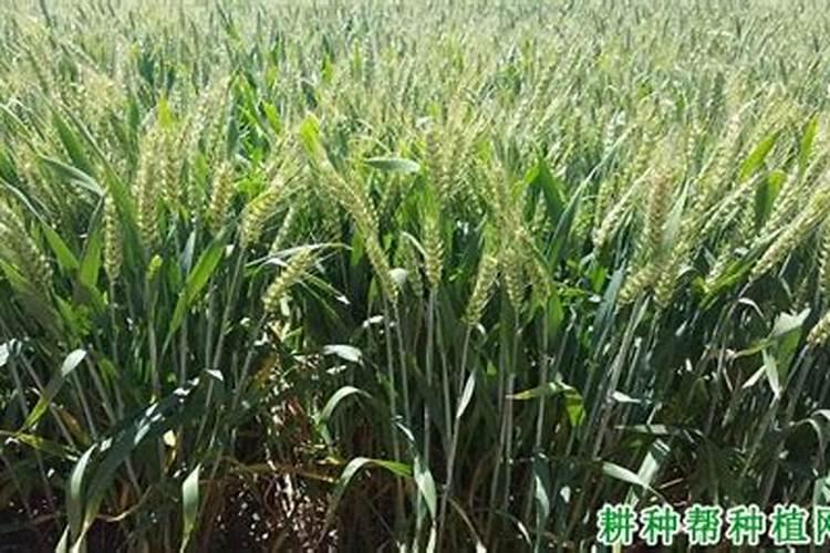 旱稻种植什么时候打药