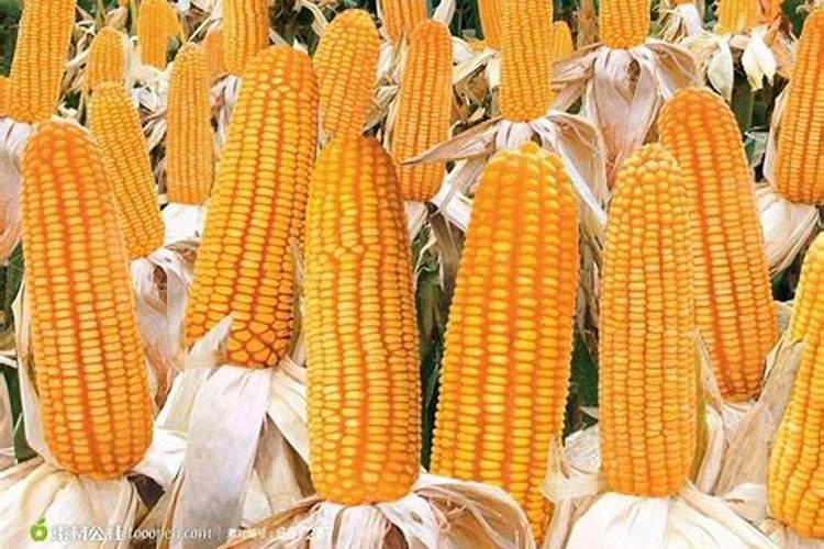 一公倾玉米用水溶肥追肥得用多少公斤？
