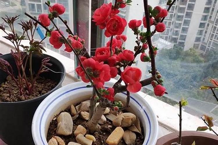 花草什么季节施肥最好