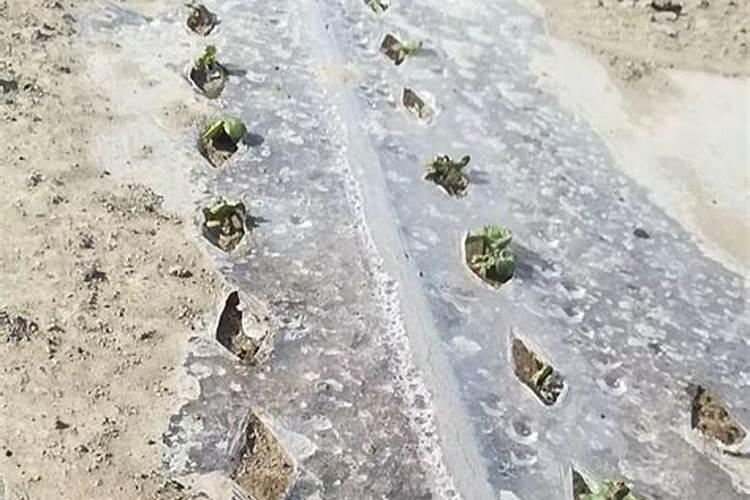 烟叶种植方法