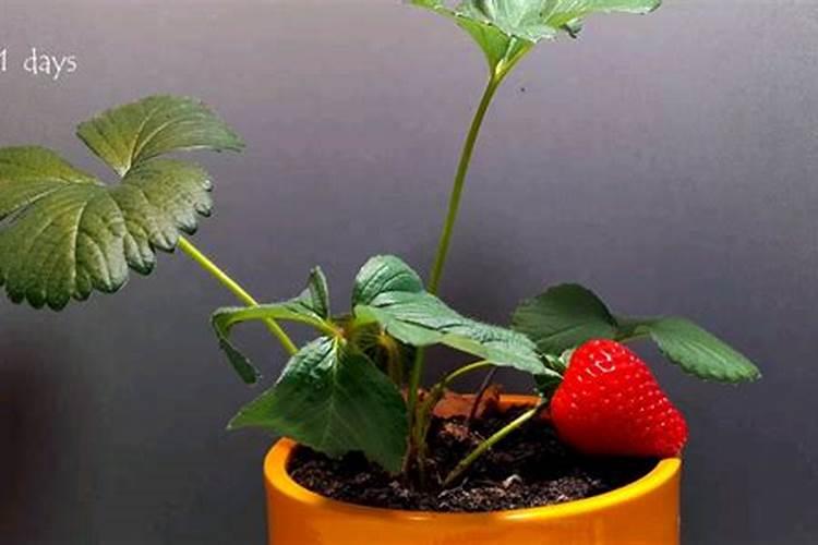 磷肥种花生怎么使用