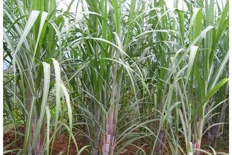 种植甘蔗用什么肥料最好