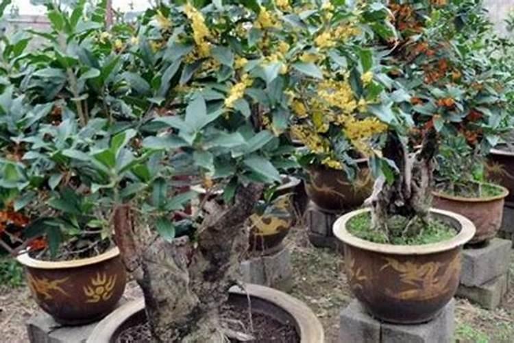 桂花叶黄叶子稀少(桂花叶黄怎么办)