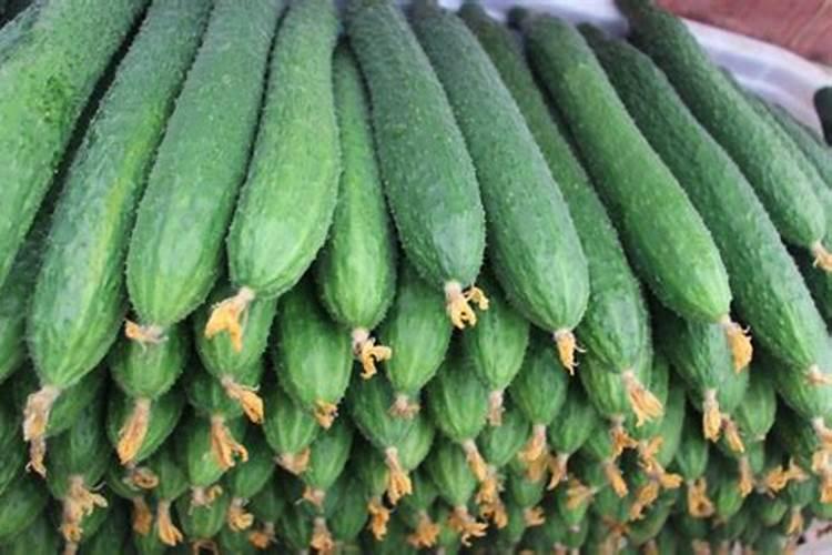 韭菜最忌三种肥料