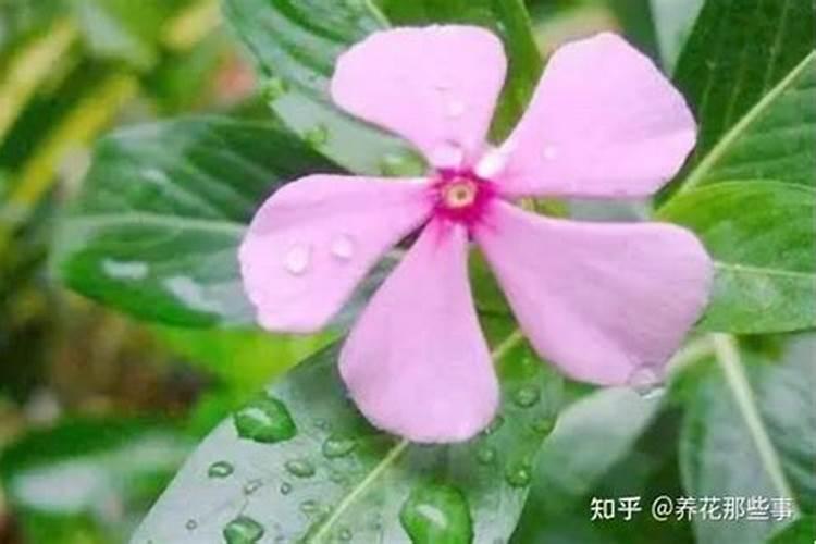 飞燕草花期怎么养护 飞燕草如何施肥