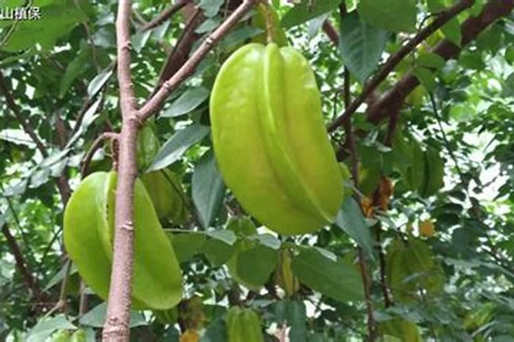 平菇种植拌料时没用化肥怎么补救