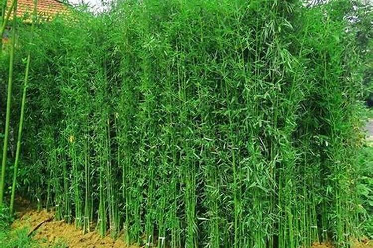 竹子施肥用什么肥料