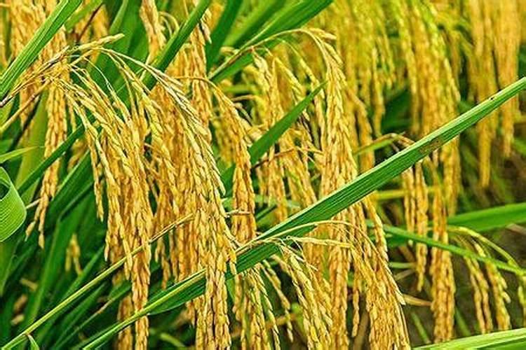 大米怎么发酵做肥料