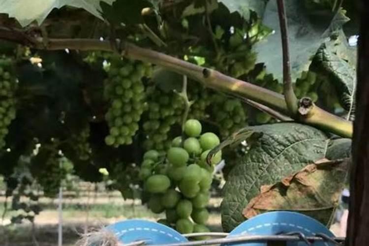 二氧化锰和氯酸钾是什么颜色的？