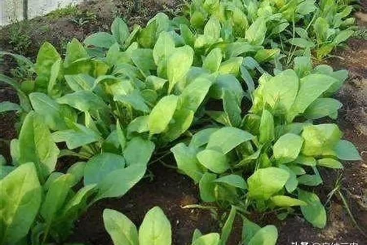 在给蔬菜施肥时,都有哪些正确的施肥方法需要掌握？