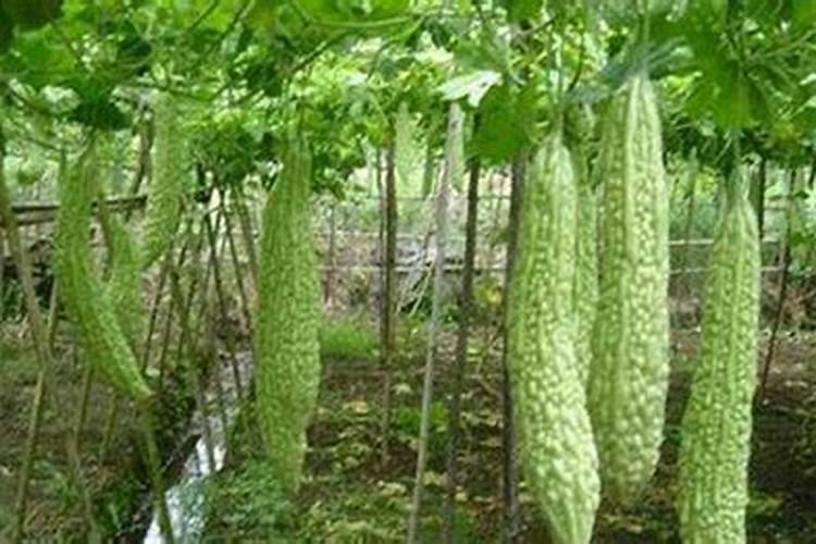 水稻黄叶病用什么农药