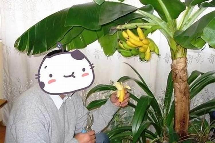 天气降温地里的香蕉树冷了有什么办法保香蕉不被冻伤或冻死