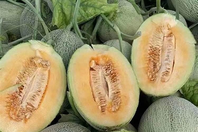 秋季哈密瓜种植步骤与方法