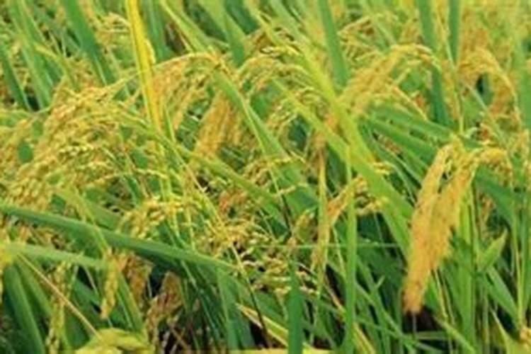 怎样用红糖做肥料