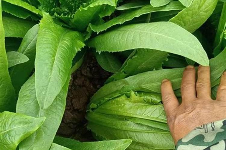 氮磷钾对植物的作用分别是什么