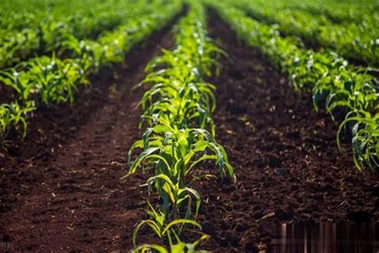 夏玉米底肥的最佳配方