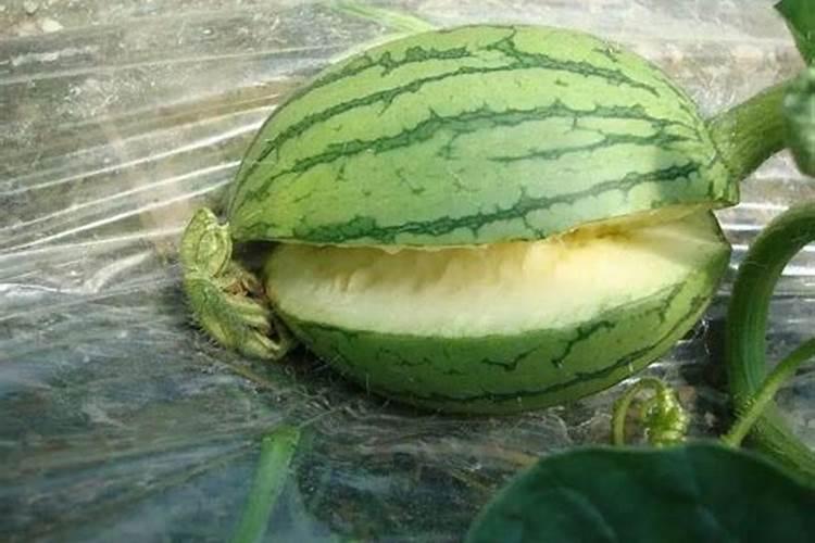 如何正确使用水溶性肥料