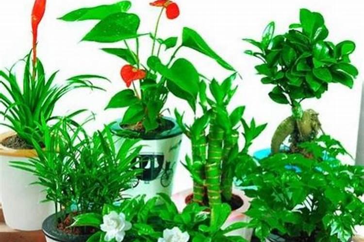栀子花用什么肥料最好