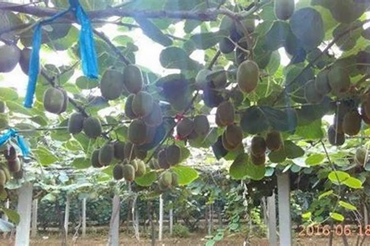 贵州贵阳东客运站到双龙蔬菜批发市场怎么走