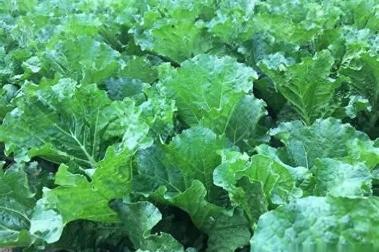 白菜定棵后怎样施肥和浇水