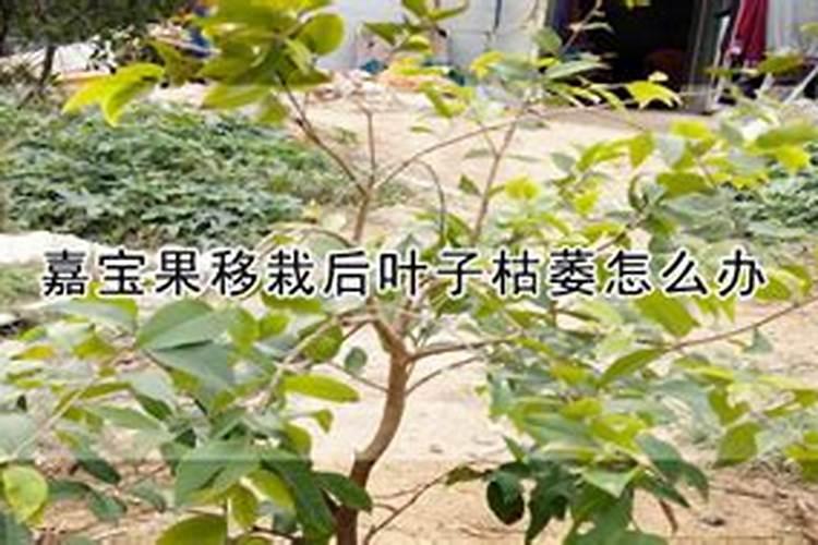 嘉宝果树叶叶子,嘉宝果树叶枯萎是什么原因