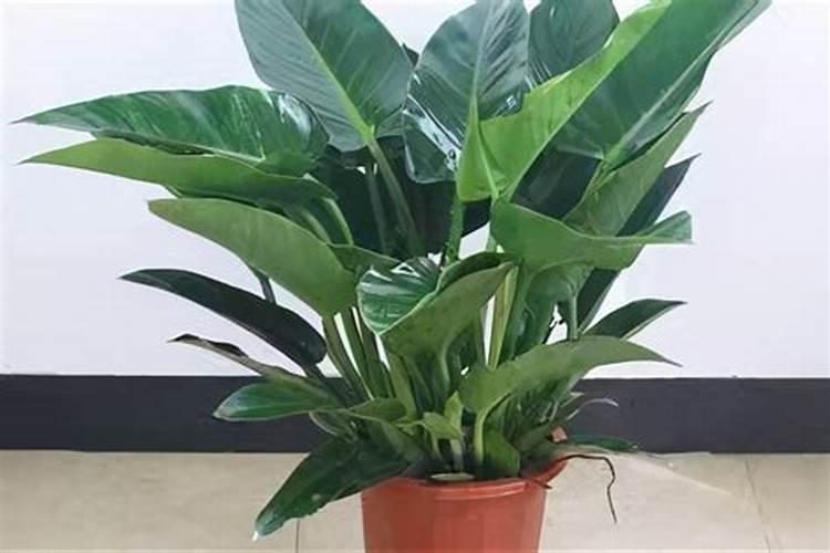 种油葵用什么肥料好