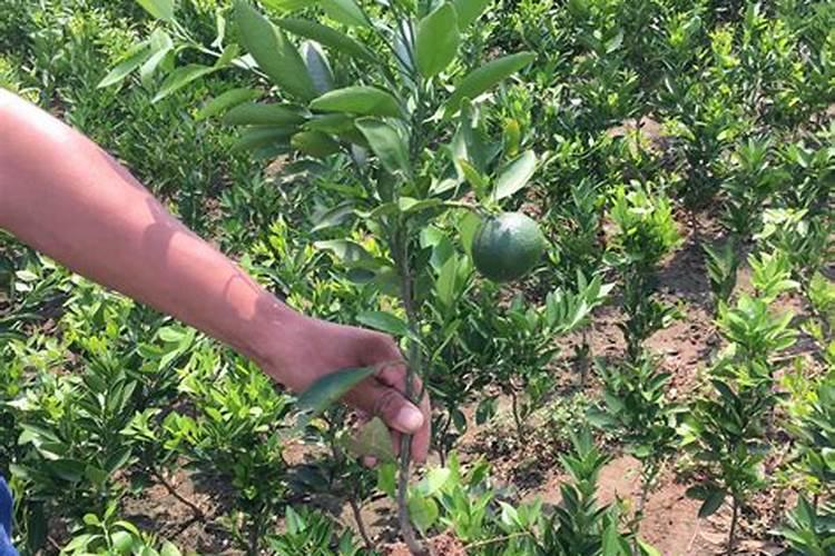 草莓磷肥什么时候用？磷肥施用过量该怎么补救？