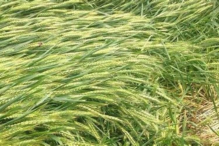 噻苯隆与芸苔素的区别