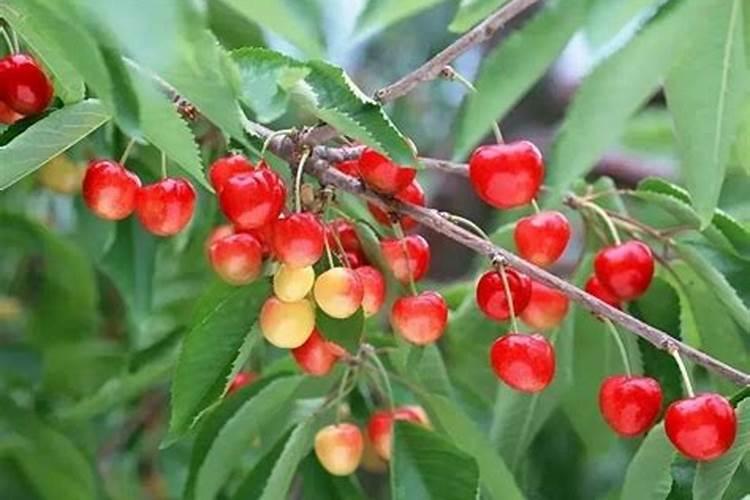 大樱桃最爱三种肥料