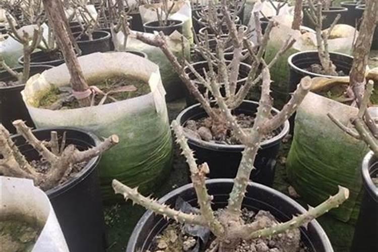 月季在冬季施什么肥好