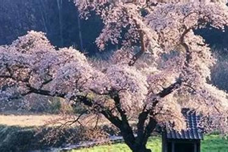 怎么给樱花树施肥