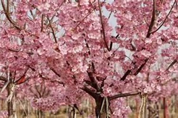 樱花树在冬季落叶后是否可以施肥