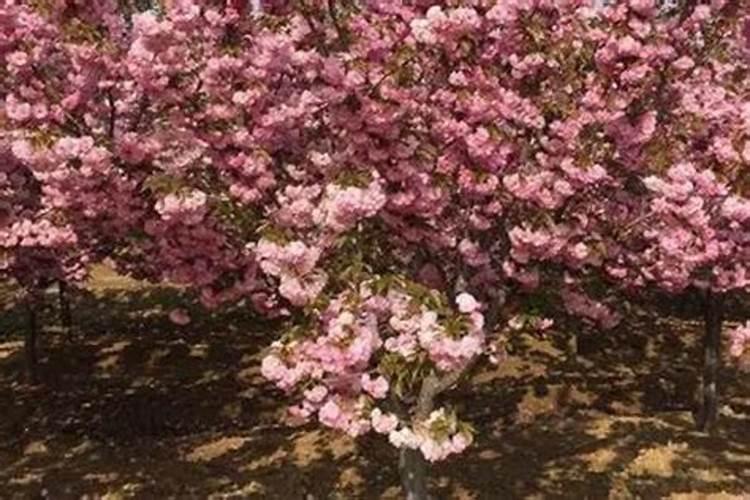 樱花树在冬季落叶后是否可以施肥