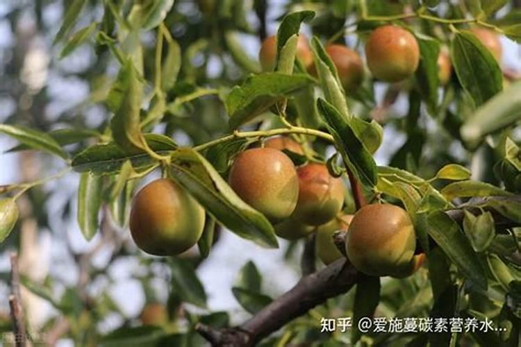 枣树叶子发黄是什么问题