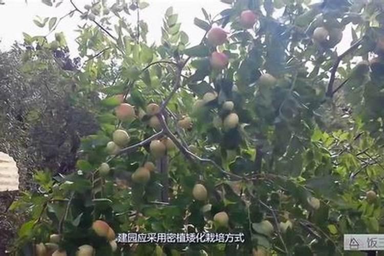 冬枣腐烂病的防治