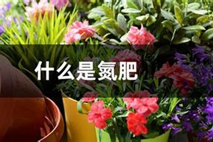种植白芍不能使用什么除草剂