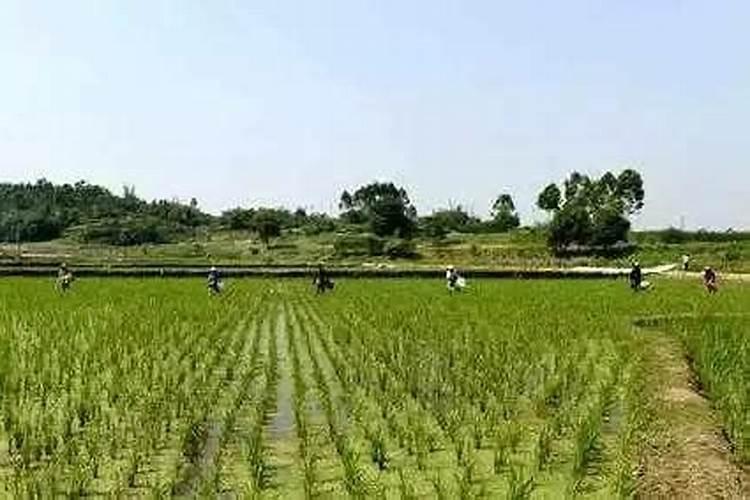 蔷薇花叶子发黄怎么办