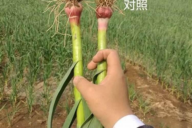 白菜干烧心能用糖醇钙吗？