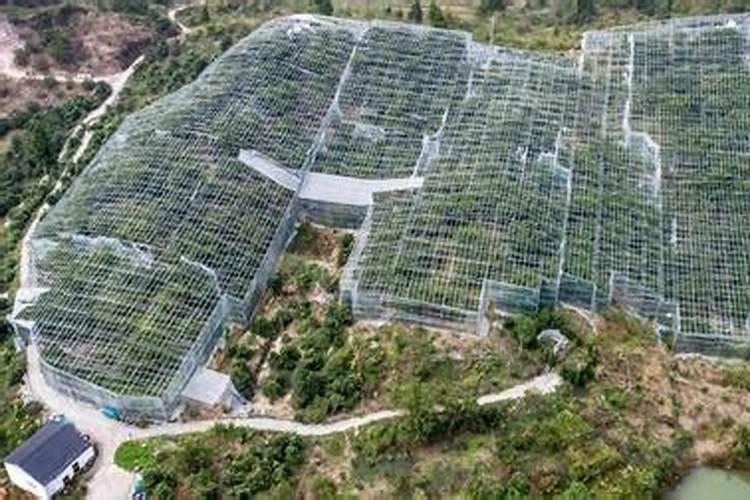 白露农事 白露时节的农事活动